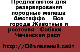 Предлагаются для резервирования породные малаши Амстаффа  - Все города Животные и растения » Собаки   . Чеченская респ.